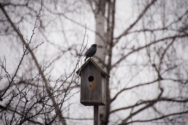 Николай Заболоцкий Уступи скворец уголок