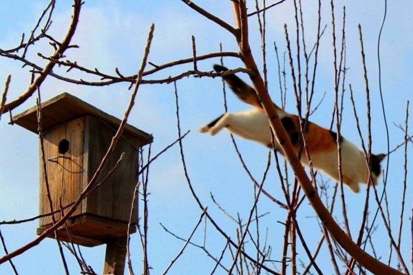 Константин Ушинский Весна