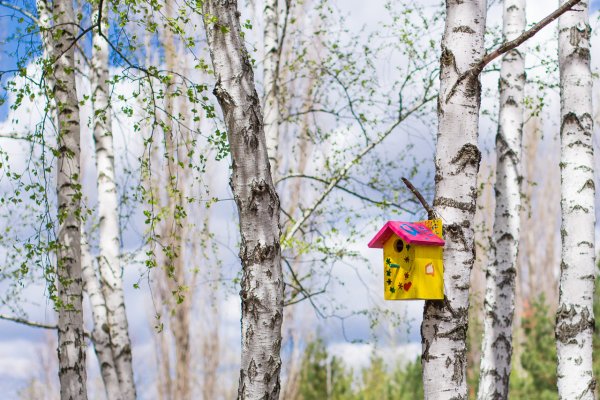 Гнездо скворца