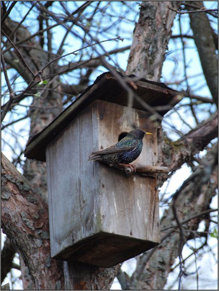 Скворечник Советский