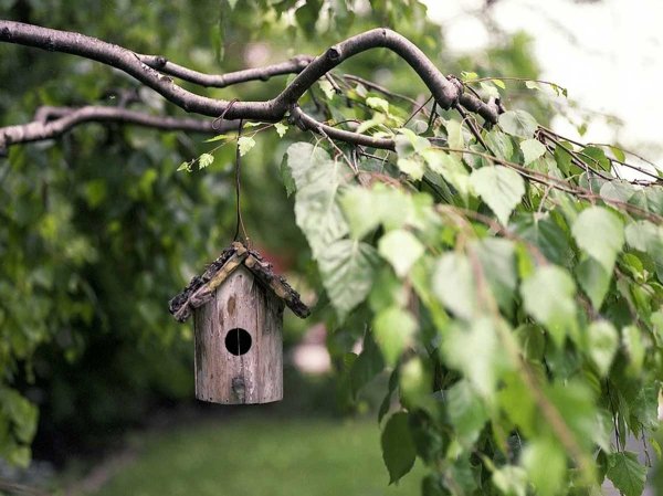 Скворечник на дереве