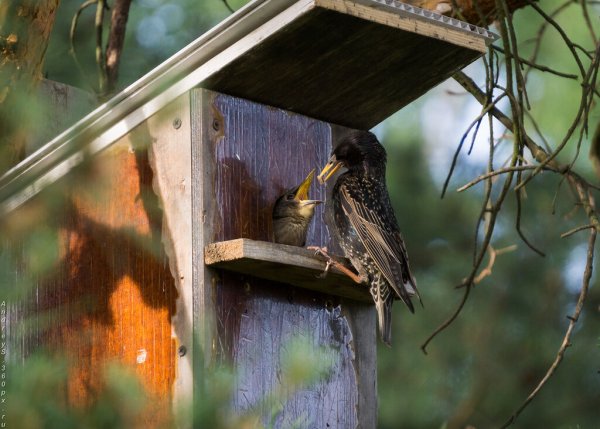 Скворец в скворечнике
