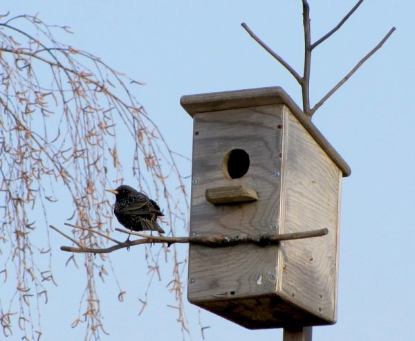 Гнездо скворца в скворечнике