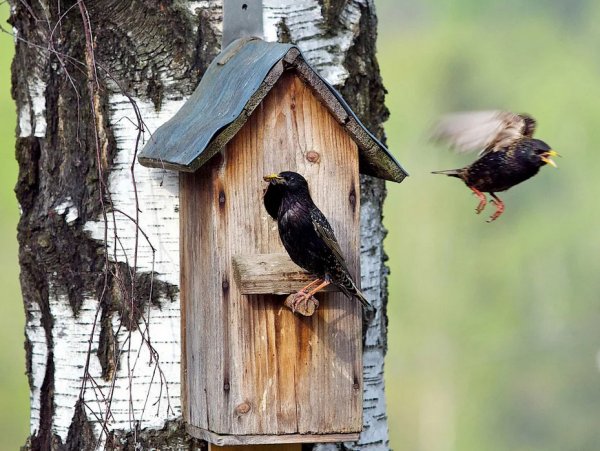 Скворечник для Скворцов