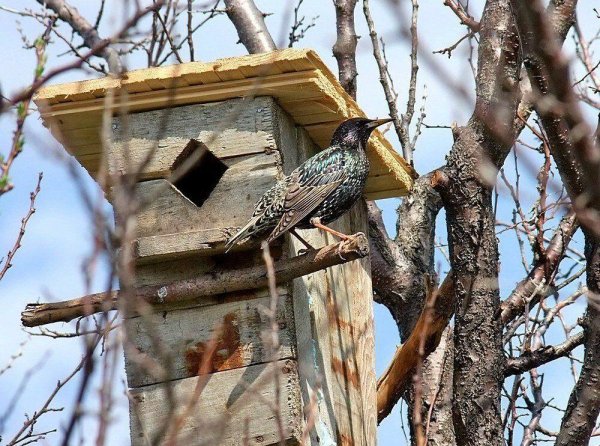 Скворечник весной