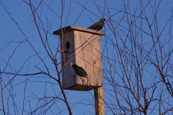 Воробей в скворечнике