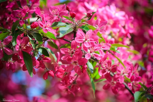 Сакура цветение растения