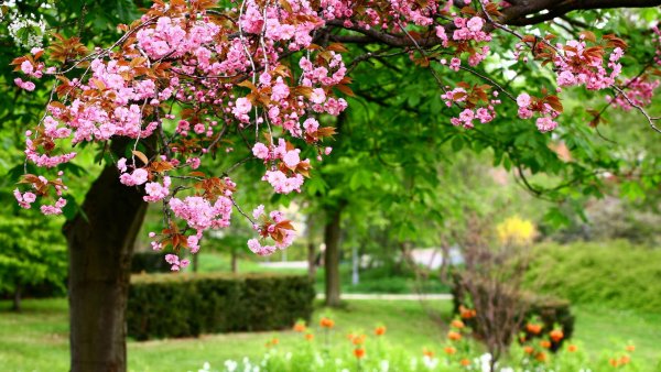 Магнолия дерево цветение