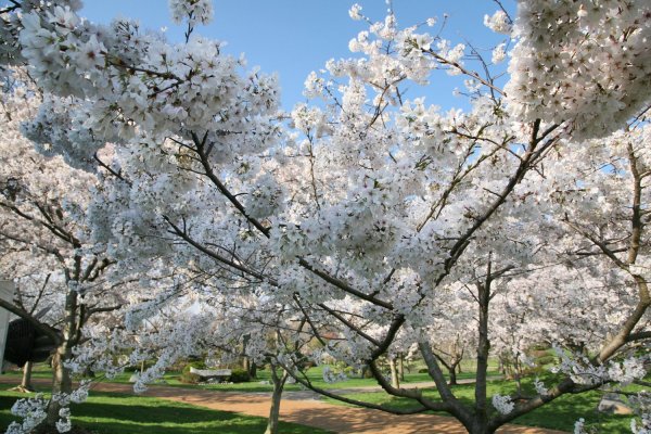 Цветущее дерево