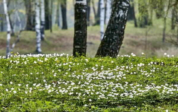 Фото Поляна весной