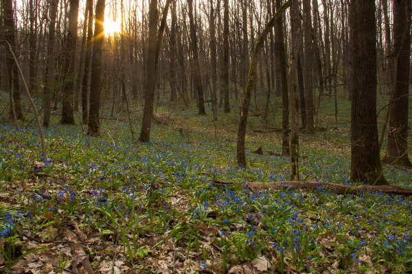 Пролесок прогалина
