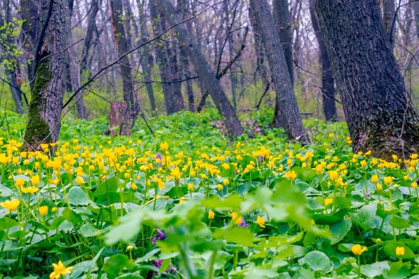 Первоцветы Ясная Поляна