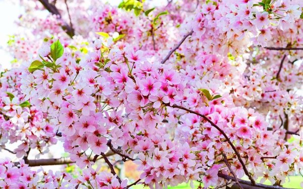 Сакура летом