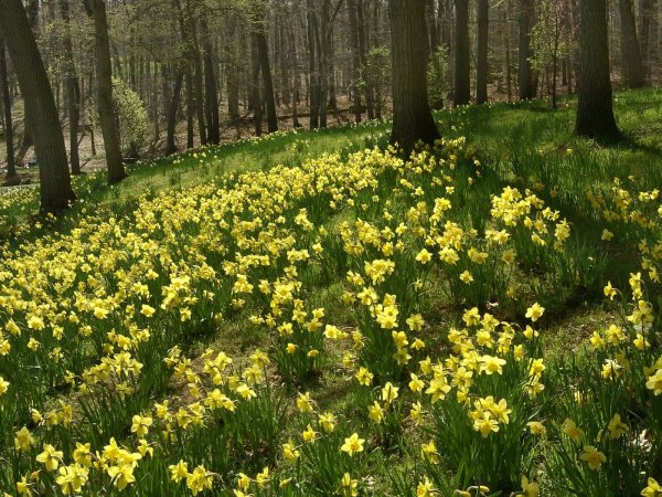 Весенние Лесные цветы