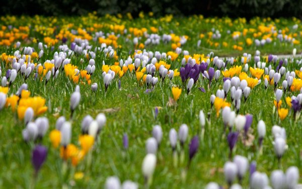 Цветы на Поляне