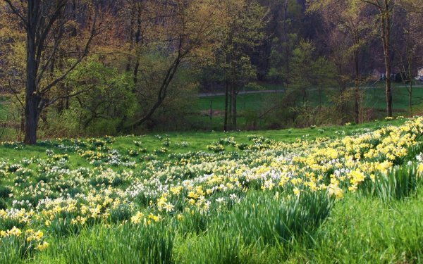 Весенняя Поляна