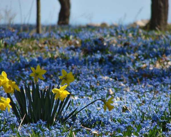 Цветы первоцветы на полянке
