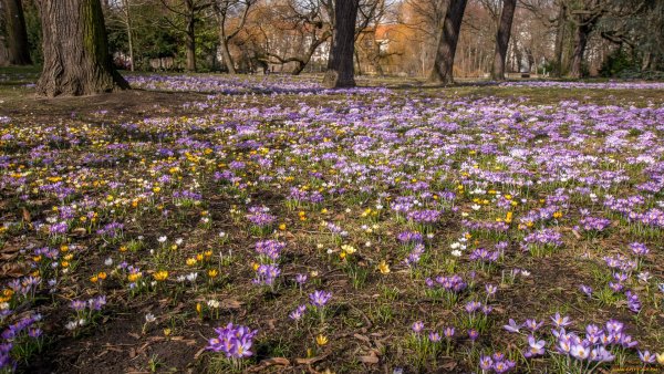 Весенняя Поляна с цветами