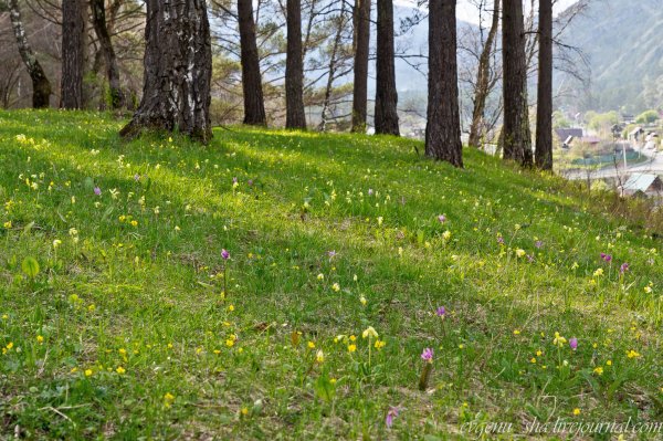 Пролески, медуницы, примулы