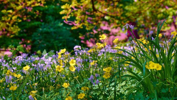 Весенняя Полянка для детей