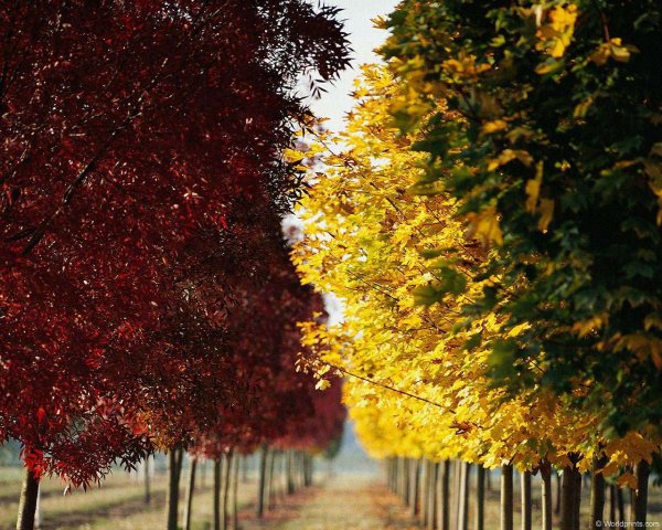 Георгий Свиридов осень