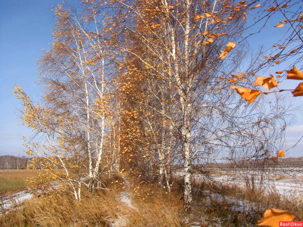 Осенняя песнь Чайковский