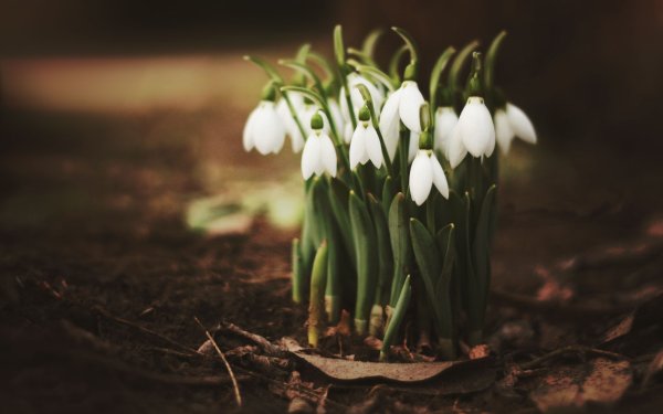 Подснежники Snowdrops