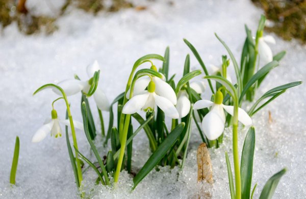 Подснежник узколистный