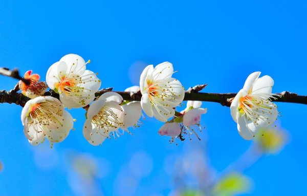 Весенняя природа