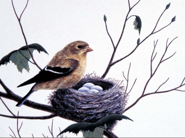 Гнездо для птиц.