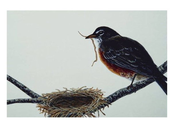 Птицы вьют гнезда рисунок для детей