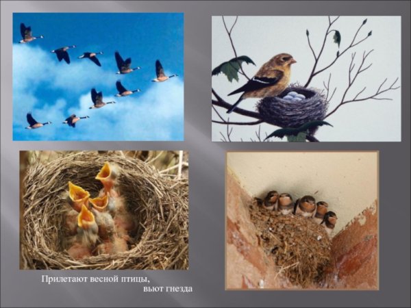 Для дошкольников вьют гнезда птицы