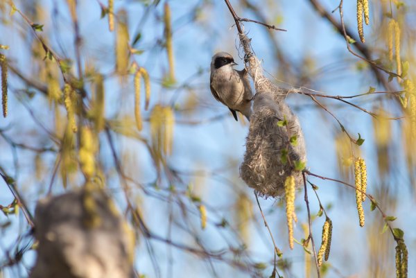 Машуха Ремез