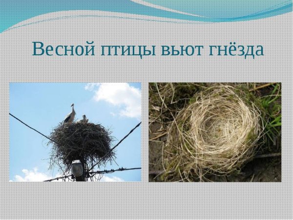 Гнезда птиц презентация для детей