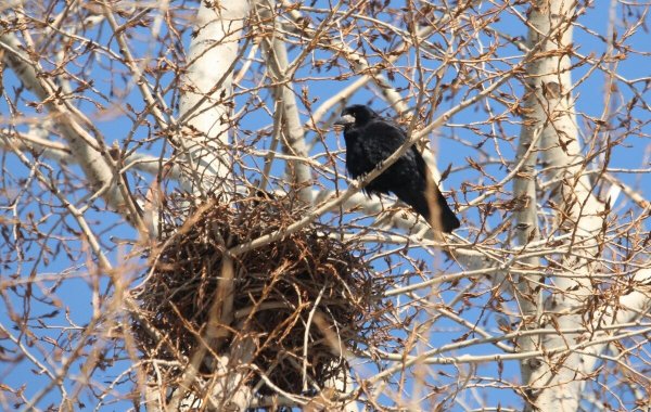 Грачевник гнезда