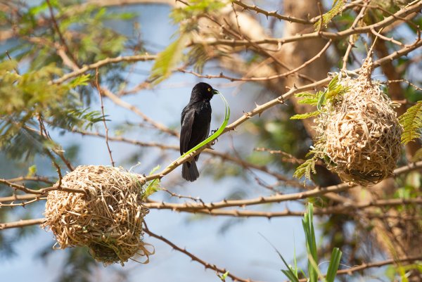 Гнездо скворца