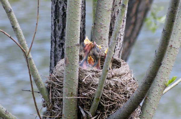 Весна гнезда
