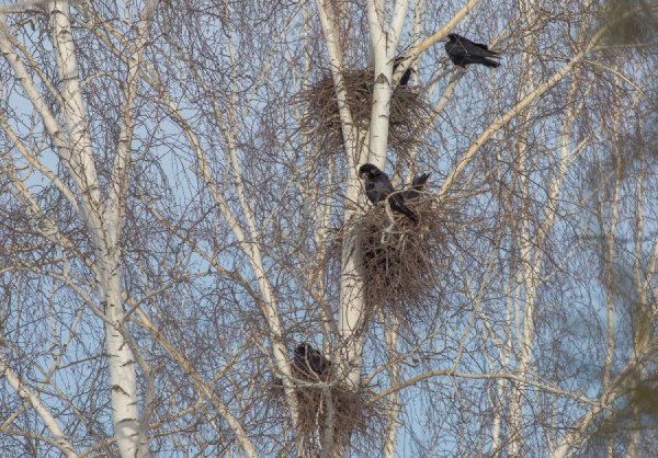 Гнездо Грача