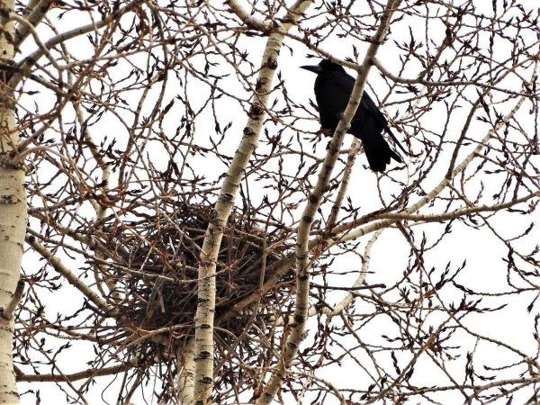 Гнездо Грача