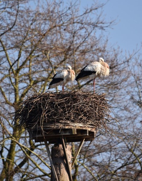Птицы обретают гнёзда