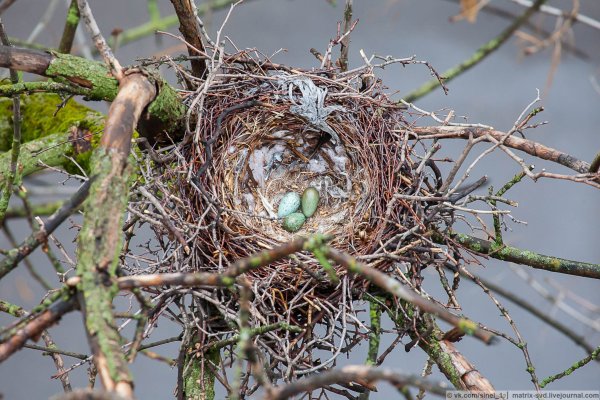 Гнездо Грача