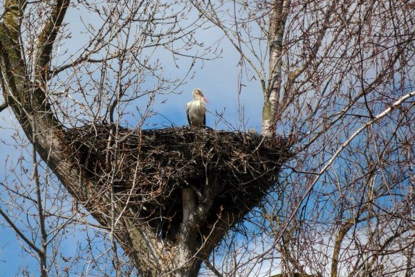 Гнездо птицы надпись