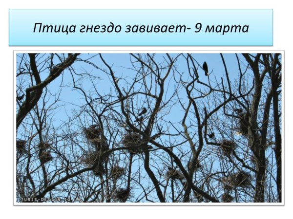 Гнезда птиц весной