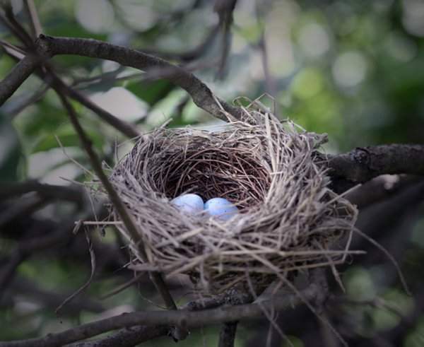 Гнездо на ветке