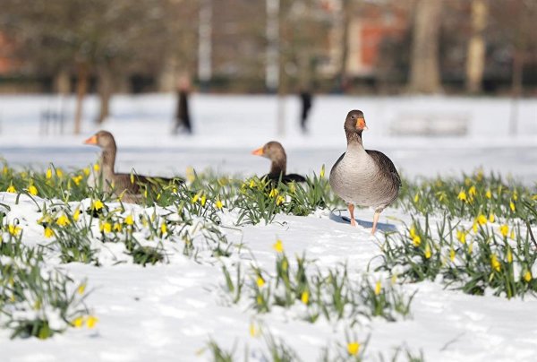 Утки в городе
