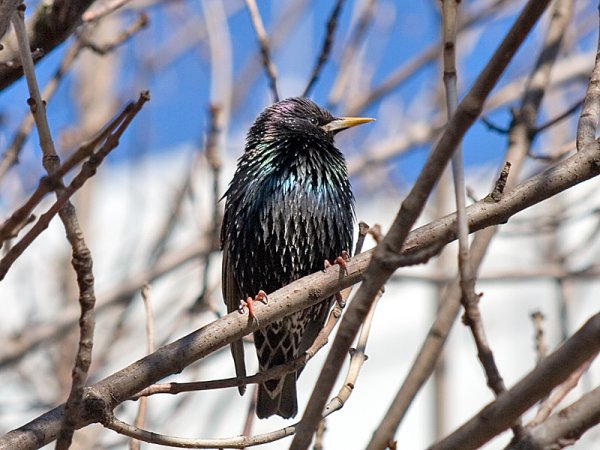 Весенние скворцы