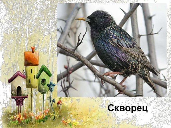 Скворец иллюстрация