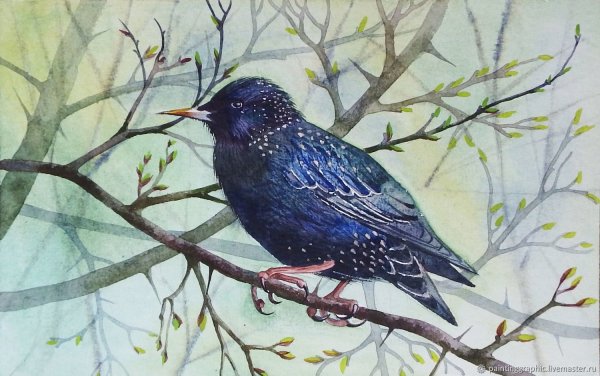 Скворец Снегирев иллюстрация