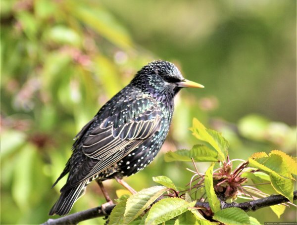 Скворец певец