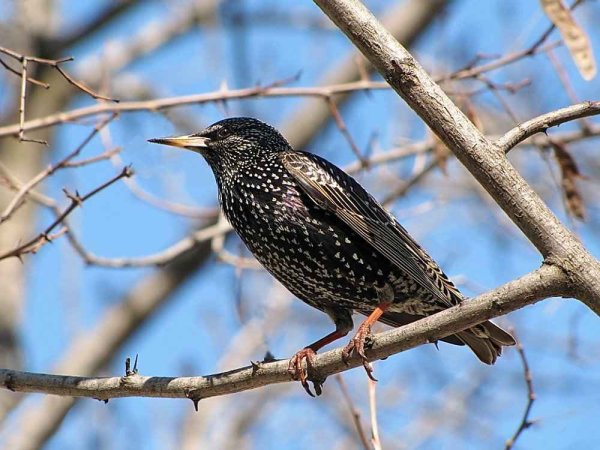 Апрельский скворец